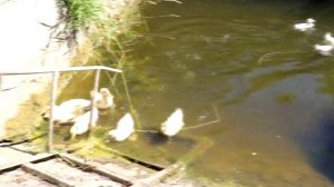 Утята Агидель. Куриный трактор. Первый заплыв в пруд. 3 недели отроду.