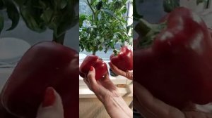 Перец на гидропонике.Система Nft подоконного типа