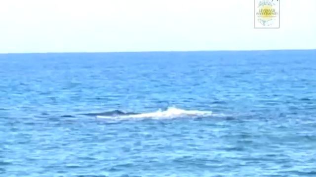 Северный Кипр. Недвижимость смотреть онлайн