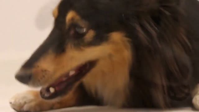 ЛАКОМСТВО ДЛЯ СОБАК. FourFriends Natural Snacks смотреть онлайн