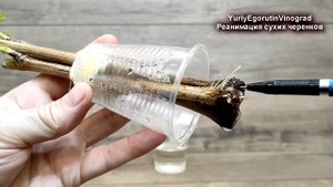 ? Не УКОРЕНИЛИСЬ ЧЕРЕНКИ ВИНОГРАДА. Возможно они просто высохли. Как их спасти и укоренить снова