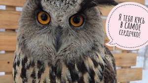 Сова Ёль хмурится в серый день, сидит на жопоньке и ничего не ест. А дятлы пришли к нам на завтрак