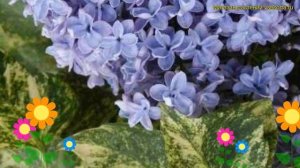 Сирень обыкновенная Аукубофолиа. Краткий обзор, описание характеристик syringa vulgaris Aucubaefoli