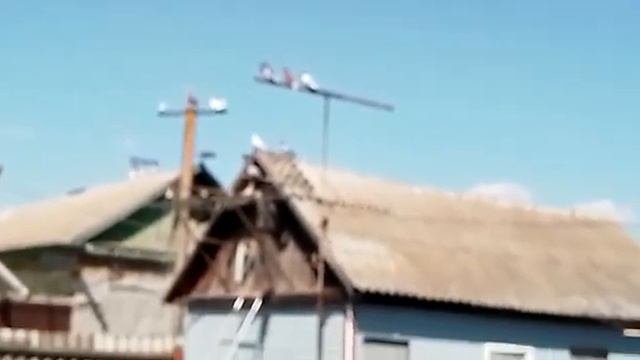голуби.Александра.с.Таловое.Воронежской.обл.