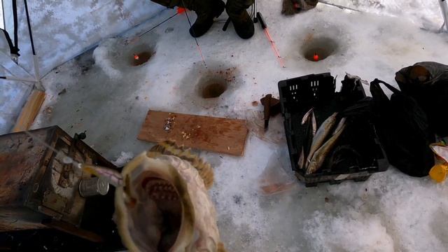 Рыбалка зимой/Sea fishing 2022. Ловля наваги и корюшки на море зимой. Приманка для ловли корюшки.