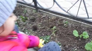 ГЕРАНЬ (Пеларгония) Посадка и Уход в открытом грунте