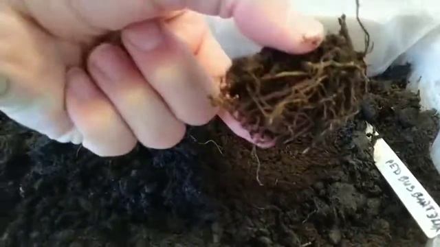 Оживление УСОХШИХ КЛУБНЕЙ! Глоксинии, бегонии и многие другие клубнекорни. смотреть онлайн