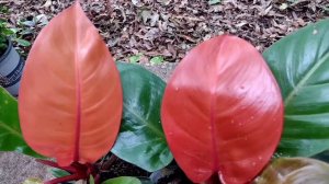 Difference Between Philodendron McColley's Finale Philodendron Prince of Orange