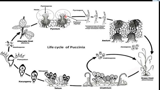 Life Cycle of Puccinia/Basidiomycetes/Fungi/for Biology students
