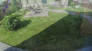 укоренение и пересадка гортензии применение коллоидной серы