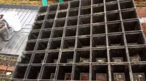 Капуста. Посев ранней капусты в Сибири.