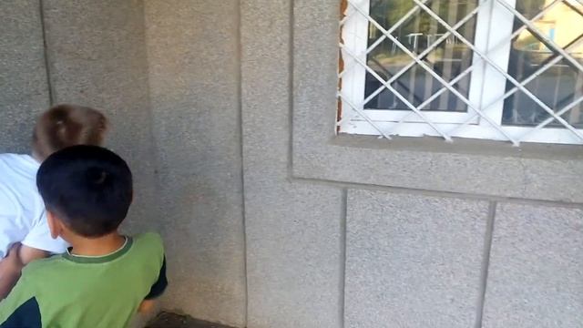 Бойцовский поединок #1 молнииносная рыба против белого краба смотреть онлайн