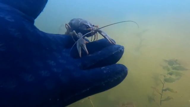 ЛОВЛЮ РАКОВ РУКАМИ!!!ПОЙМАЛ РЫБУ И РАКОВ!!! смотреть онлайн