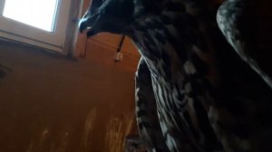 Тренировка дикого ястреба с нуля. Долгожданное видео)))