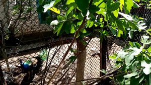 Инжир, первый урожай или обрезка?