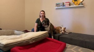 Bella, Zoe, and Ace Review the Big Barker Bed