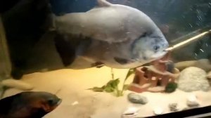 Пиранья с другими рыбами.mp4