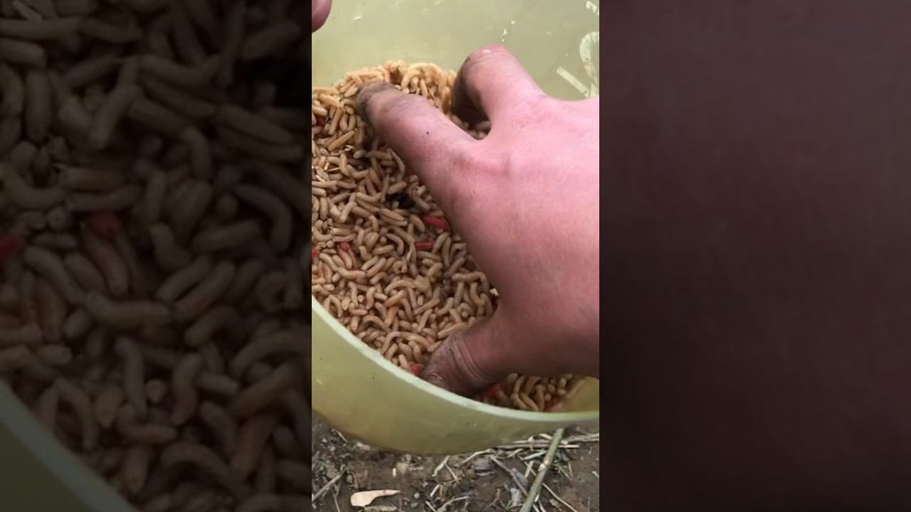 КАК ХРАНИТЬ ОПАРЫША ОЧЕНЬ ДОЛГОЕ ВРЕМЯ ЛАЙФХАК смотреть онлайн