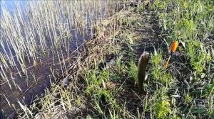 Рыбалка на реке Битюг , 16 05.2021 года