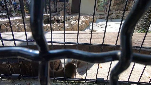 В ЗООПАРКЕ // ДВУГОРБЫЕ ВЕРБЛЮДЫ // видео 5 смотреть онлайн