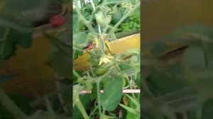 Томат Бычье сердце, компакт.