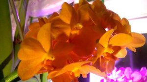 АСКОЦЕНДА _ ПЕРВОЕ ДОМАШНЕЕ ЦВЕТЕНИЕ  _