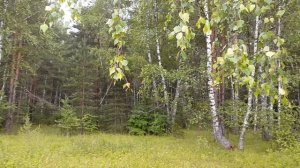 Жульен из лесных грибов-маленький секрет-большого вкуса.