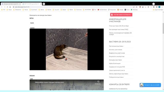27-я выставка кошек PCA формата on-line 28-29 октября 2023г - день 2 (конкурсы) смотреть онлайн