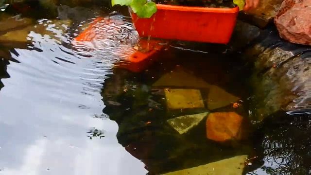 ПРУД СВОИМИ РУКАМИ..ЧТО РАСТЕТ В МОЕМ ПРУДУ..
