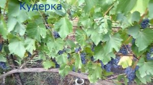 @Зимостійкий виноград для арки  Виноград Кудерка, Маркетт, Мариновський