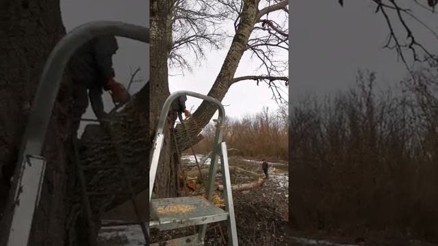 Пилим полувековой тополь