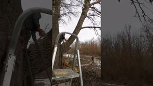 Пилим полувековой тополь