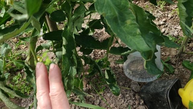 Пятна на листьях томатов- кладоспориоз томатов.Лечение и профилактика  заболевания