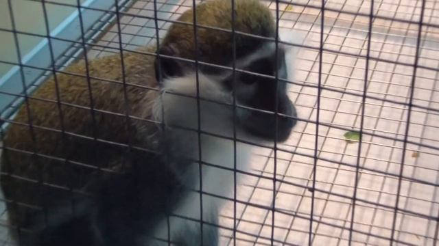 Мартышка зеленая. Cercopithecus sabaeus.