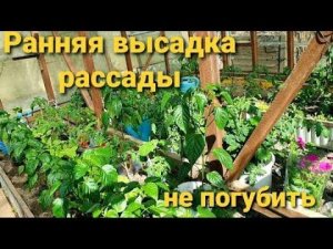 Заморозки идут - НЕ ПОГУБИТЕ рассаду.ПРОБЛЕМЫ РАННЕЙ ВЫСАДКИ.Когда высаживать в теплицу.