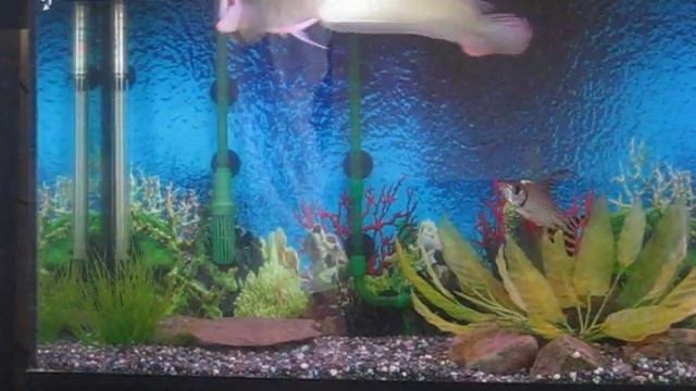 handfeeding my silver aro part1 смотреть онлайн