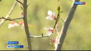 Весна в ботаническом саду Йошкар-Олы - затяжная, но очень красивая