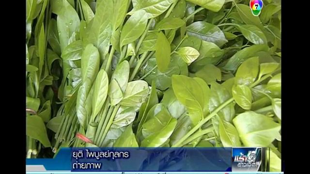 สารคดีเกษตร_เทคนิคเร่งรากกิ่งตอนผักหวานป่า смотреть онлайн