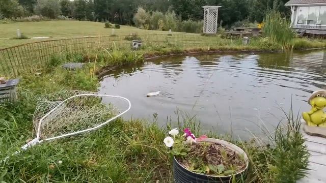 Увеличение веса стерляди в 2 раза за 3 месяца смотреть онлайн