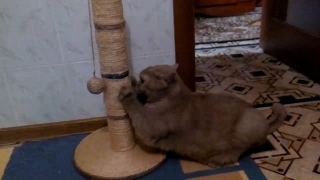 котик просит кушать СМЕШНЫЕ КОТЫ И КОШКИ 2017 ПРИКОЛЫ С КОТАМИ И КОШКАМИ - смотреть онлайн