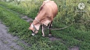 ‼️ Купили Племенную Корову Джерси ‼️