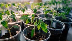 Как правильно вырастить рассаду помидор в 2022 году