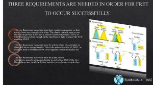 FRET | Fluorescence Resonance Energy Transfer  |  Förster Resonance Energy Transfer