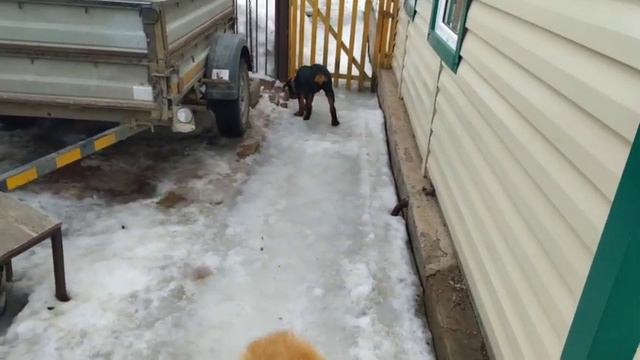 Гуляем с ротвейлером. Акита-ину гулюет с ротвейлером! 🌿 смотреть онлайн