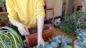 Котиледон округлый (Cotyledon orbiculata)