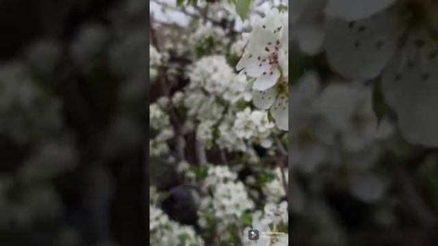 Груша цветёт. смотреть онлайн