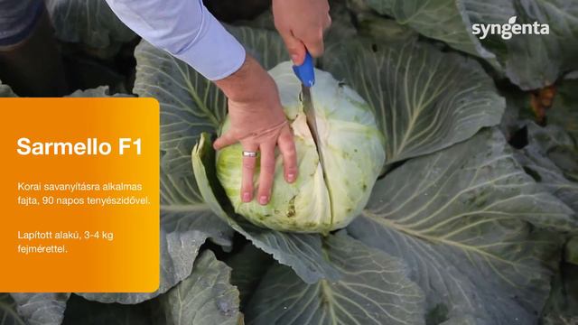 Sarmello F1 - Új dimenzió a lapított káposzták piacán! смотреть онлайн
