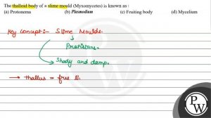 The thalloid body of a slime mould (Myxomycetes) is known as :
(a) Protonema
(b) Plasmodium
(c) ...
