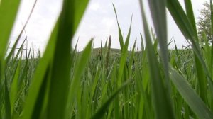 "Армавирская саванна". Живописные окрестности Армавира. Часть - 4.