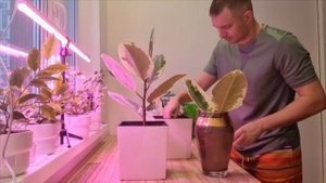 Примется ли полугодовалый черенок фикуса Белиз с подгнившим стволом?